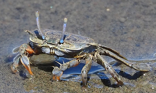 Photo of Macrophthalmus abbreviatus