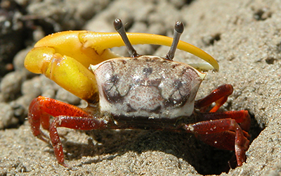 Photo of Austruca mjoebergi