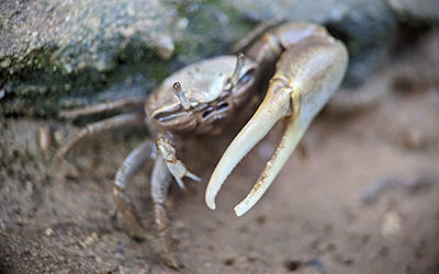 Photo of Minuca mordax