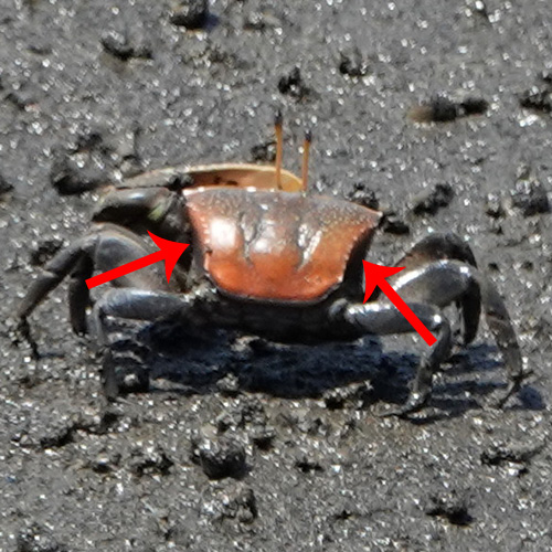 Photo of Uca ornata