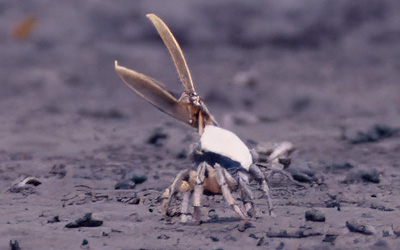 Photo of Uca ornata