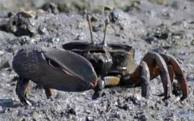 Photo of Uca ornata