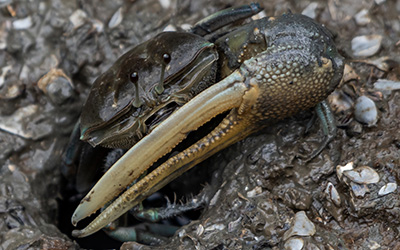 Photo of Tubuca paradussumieri