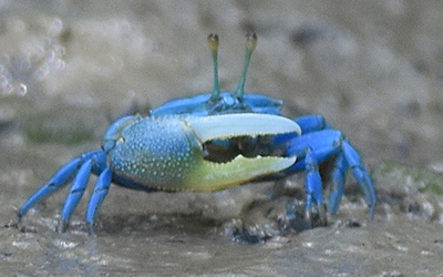 Photo of Tubuca paradussumieri