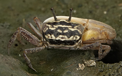 Photo of Austruca perplexa