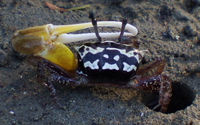 Photo of Austruca perplexa