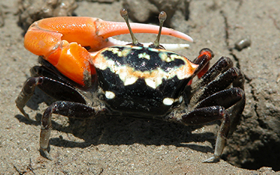 Photo of Tubuca polita