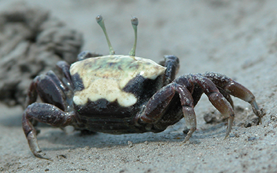 Photo of Tubuca polita