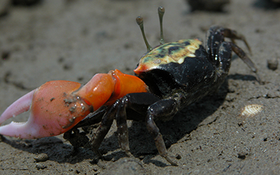 Photo of Tubuca polita