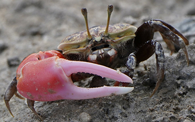 Photo of Tubuca polita