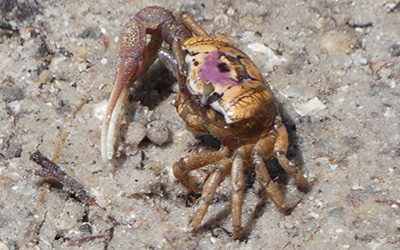 Photo of Leptuca pugilator