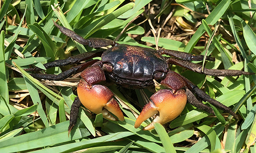 Photo of Sesarma reticulatum