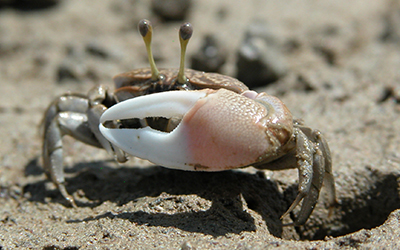 Photo of Tubuca seismella