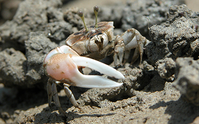 Photo of Tubuca seismella