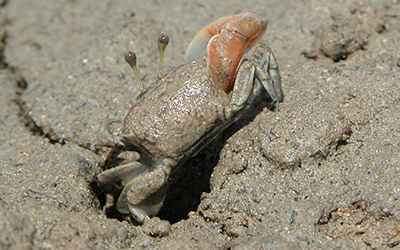 Photo of Tubuca seismella