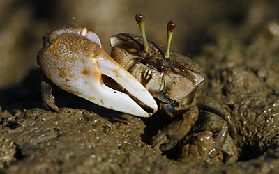 Photo of Tubuca seismella