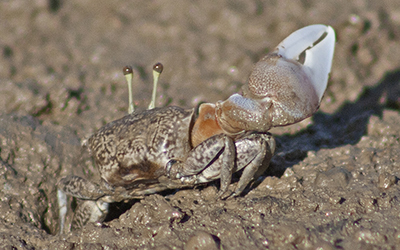 Photo of Tubuca seismella