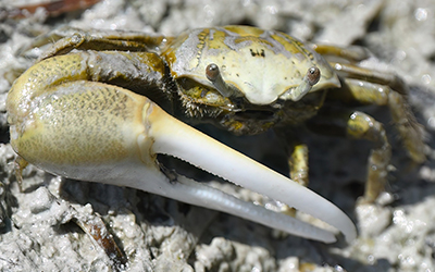 Photo of Leptuca speciosa