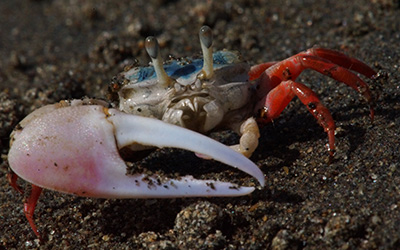 Photo of Leptuca stenodactylus