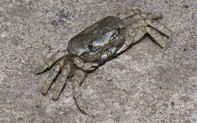 Photo of Leptuca subcylindrica