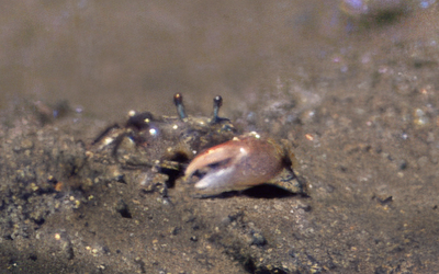 Photo of Leptuca tenuipedis