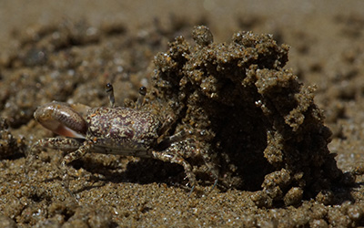 Photo of Leptuca terpsichores