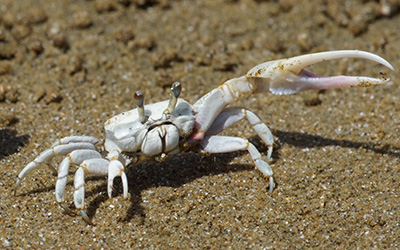 Photo of Leptuca terpsichores