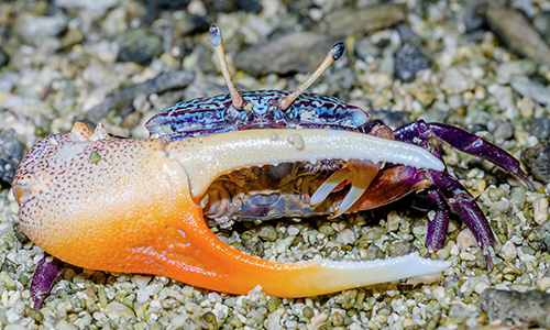 Photo of Gelasimus tetragonon