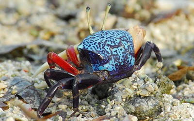 Photo of Gelasimus tetragonon