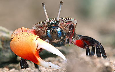 Photo of Gelasimus tetragonon