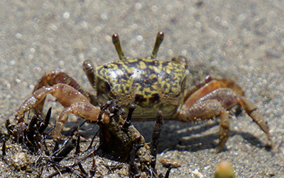 Photo of Leptuca tomentosa