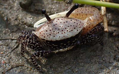 Photo of Austruca triangularis