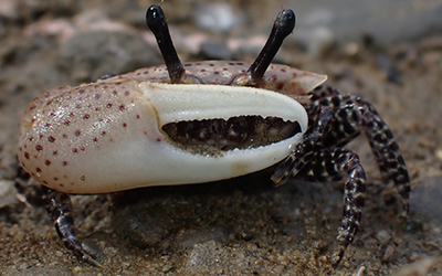 Photo of Austruca triangularis