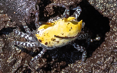 Photo of Austruca triangularis