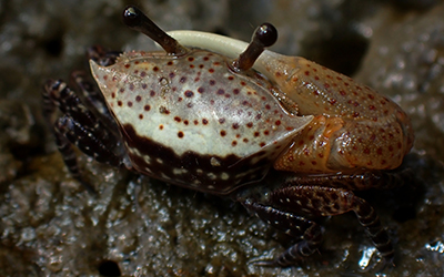 Photo of Austruca triangularis