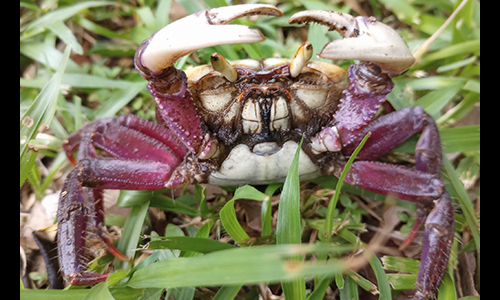 Photo of Ucides cordatus