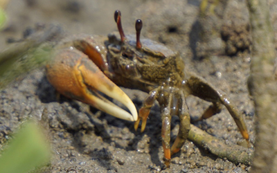 Photo of Leptuca umbratila