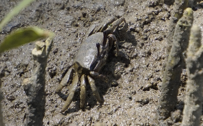 Photo of Leptuca umbratila