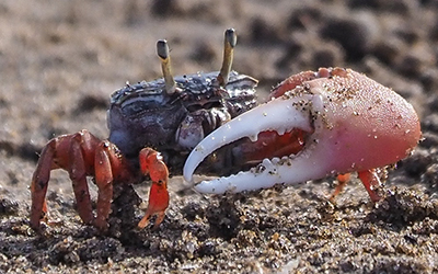 Photo of Leptuca uruguayensis