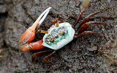 Photo of Leptuca uruguayensis