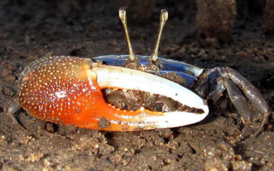 Photo of Tubuca urvillei