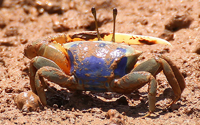 Photo of Tubuca urvillei