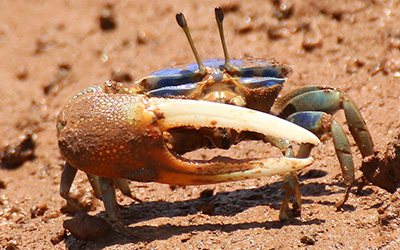 Photo of Tubuca urvillei