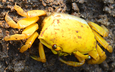 Photo of Austruca variegata