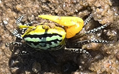 Photo of Austruca variegata