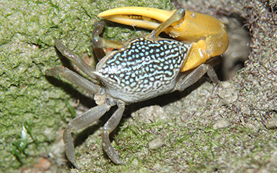 Photo of Austruca variegata