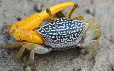 Photo of Austruca variegata