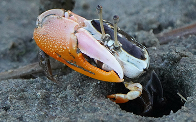 Photo of Gelasimus vomeris