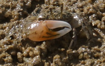 Photo of juvenile Gelasimus vomeris