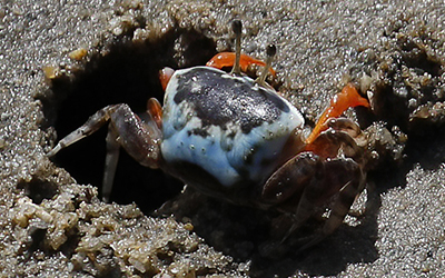 Photo of Gelasimus vomeris